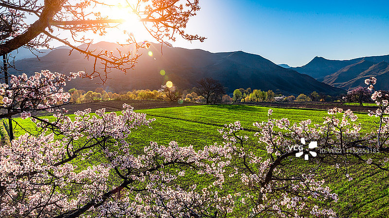 高原上的春天图片素材