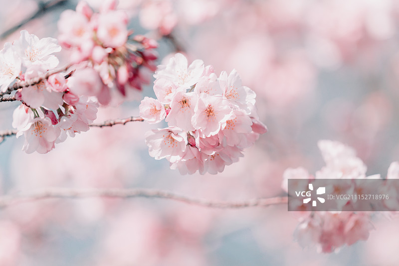 华盛顿樱花盛放图片素材