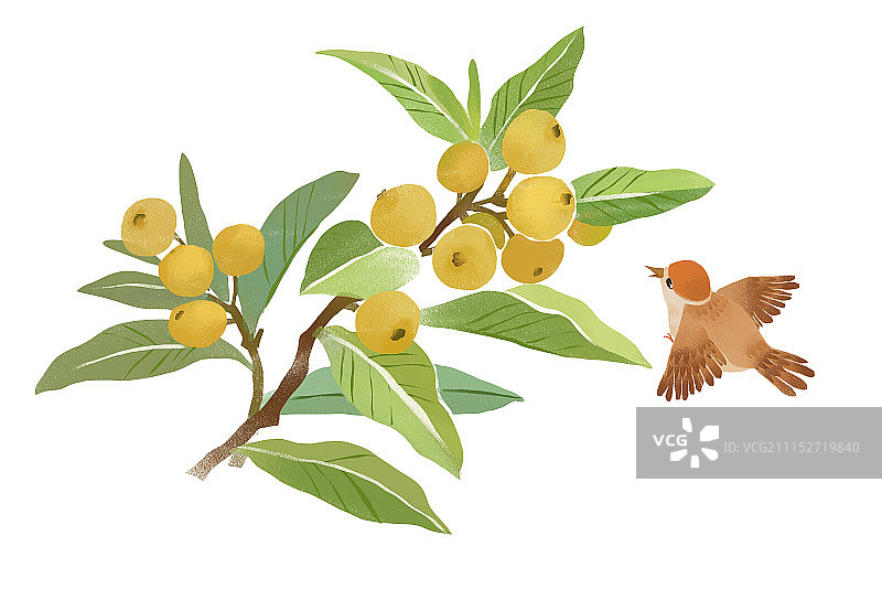 端午节粽子6图片素材