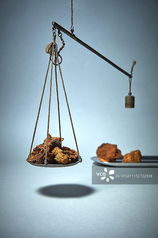 白桦茸图片素材