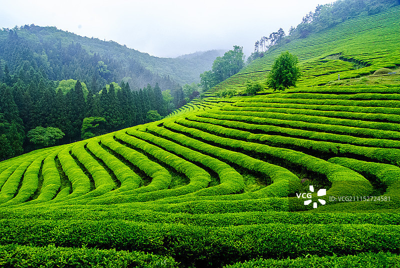 宝城郡绿茶园风光图片素材