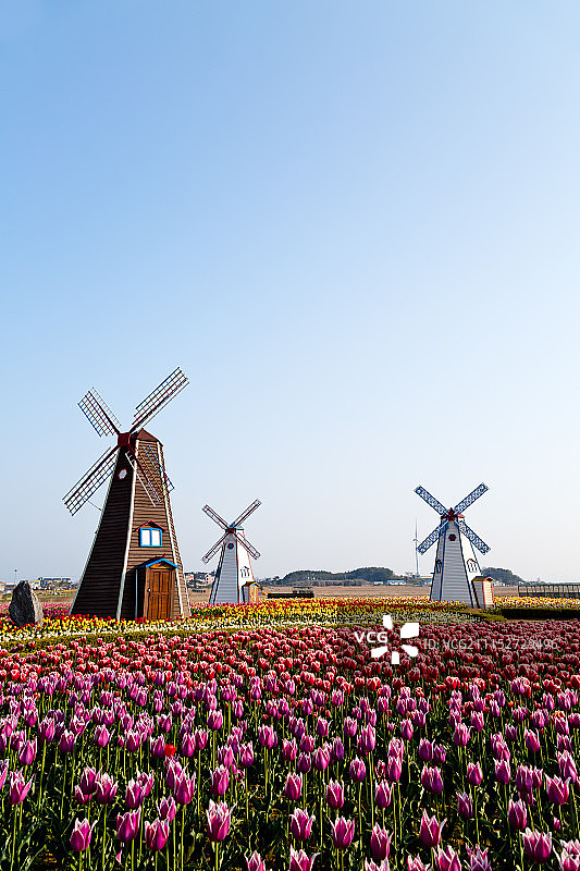 大阜岛香气主题公园的郁金香花田图片素材