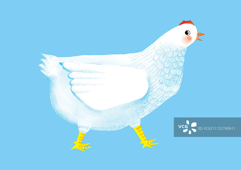 背景分离动物系列组图共3000多幅-白色的母鸡图片素材