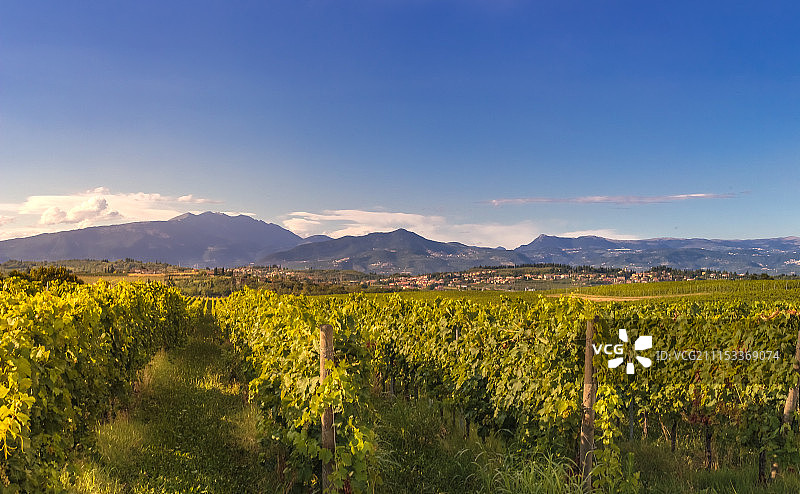 葡萄园图片素材