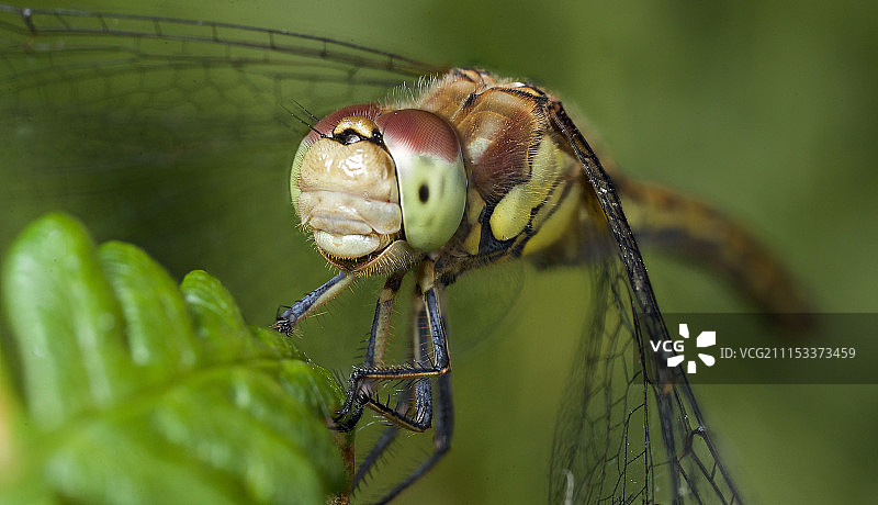 蜻蜓重现图片素材