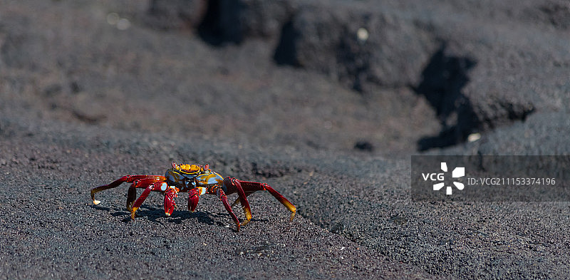 加拉帕戈斯群岛的萨莉轻脚蟹在熔岩石上图片素材