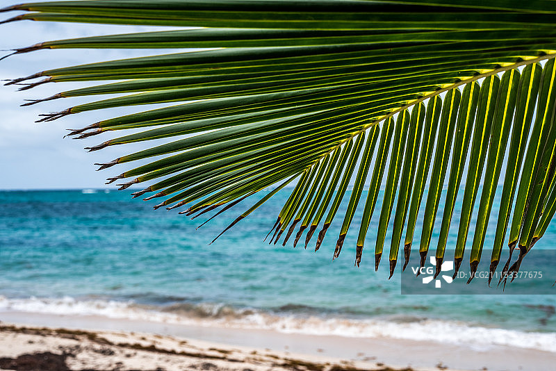 椰子树叶图片素材