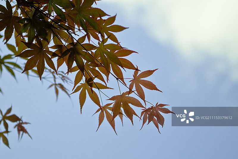 照片素材图片素材