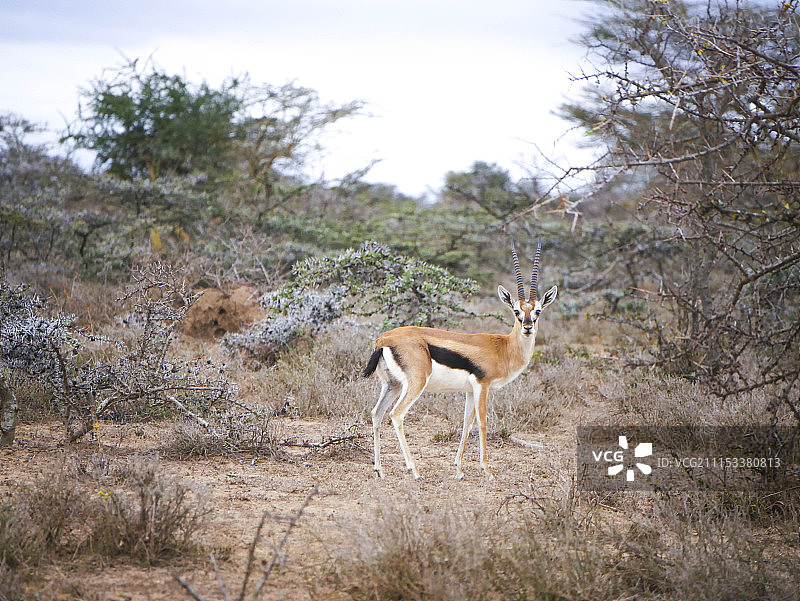 非洲大羚羊图片素材