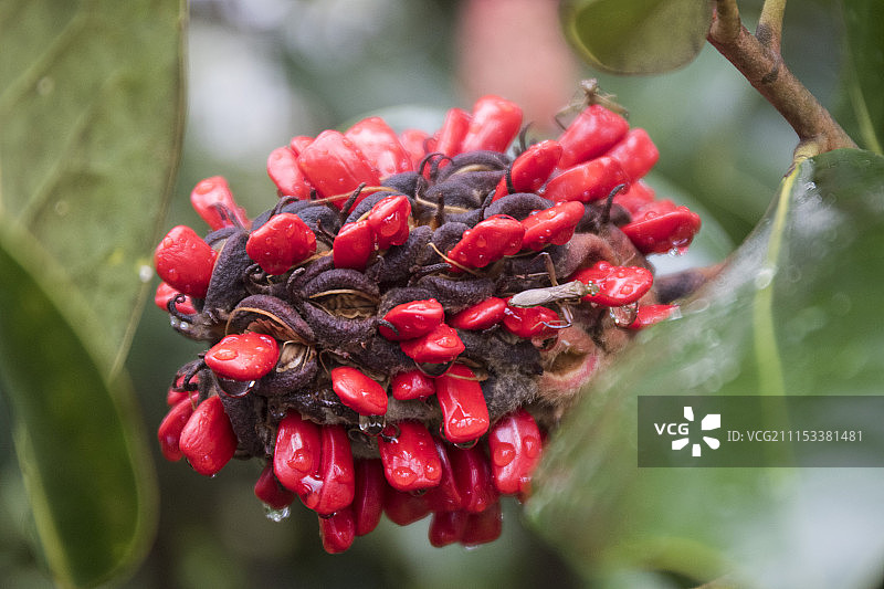 玉兰花种子荚图片素材