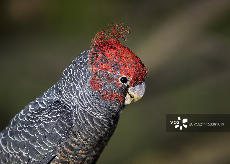 雄性幼年凤头鹦鹉图片素材