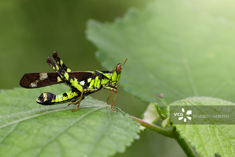 连体斑点猴-蚱蜢（雄性）图片，Erianthus属图片素材