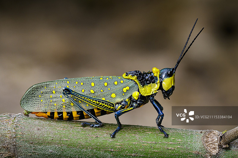 树枝上的斑点蚱蜢图像图片素材