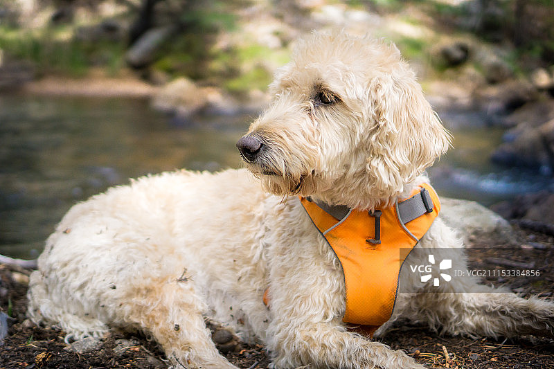 在迷失溪旁休息图片素材