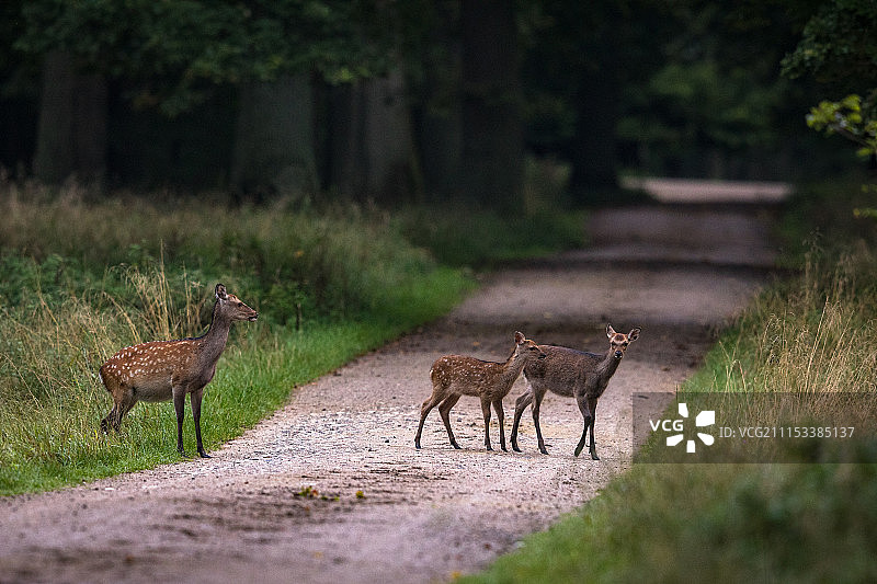 丹麦森林里，带着两只小鹿穿过马路的母梅花鹿图片素材