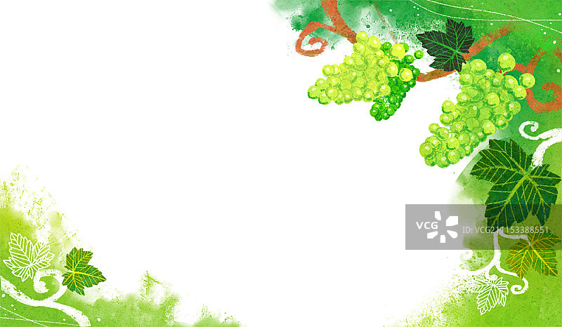 绿色葡萄插画图片素材