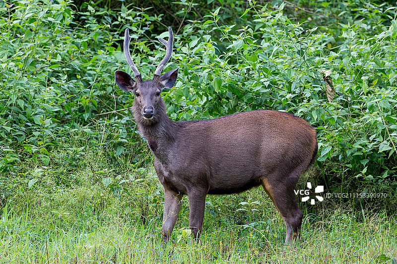 水鹿图片素材