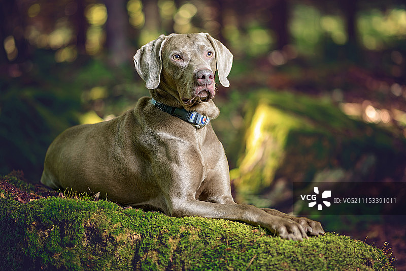 亚瑟狗图片素材