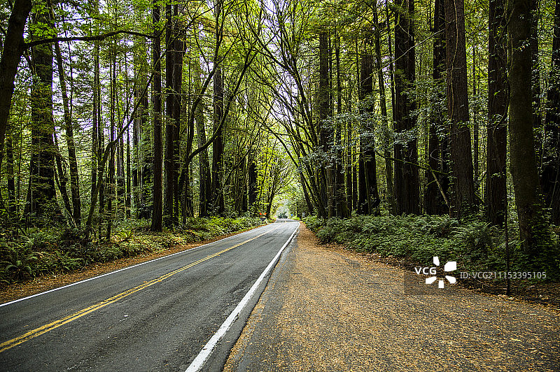 巨树大道图片素材