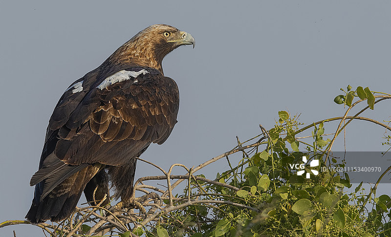 东方皇鹰图片素材