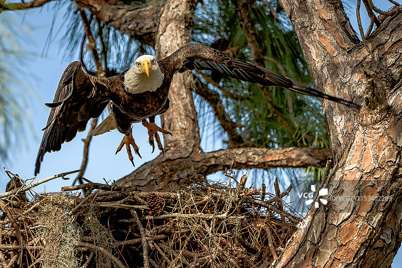 母鸡和小鸡图片素材