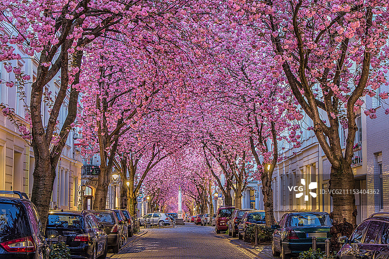 樱花大道图片素材