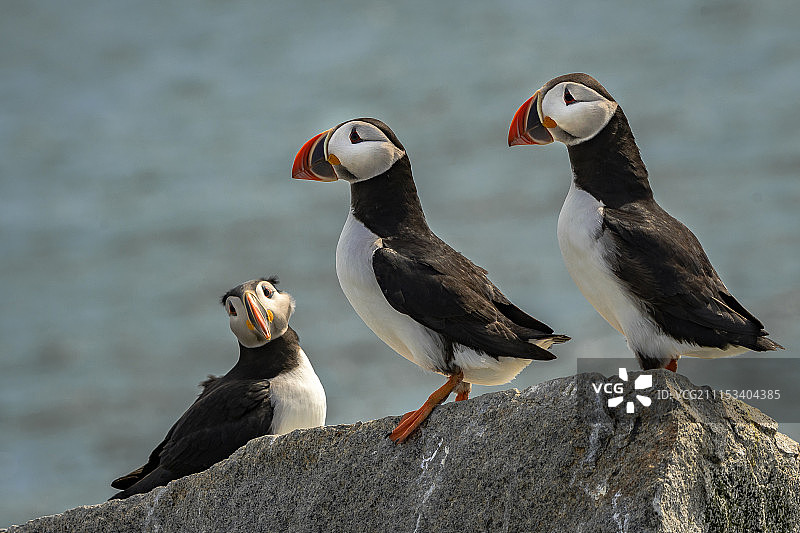 大西洋海鹦图片素材
