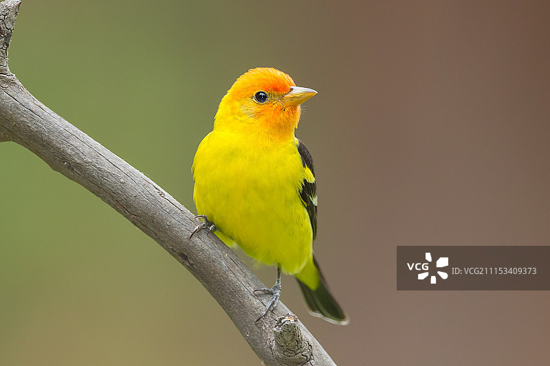 雄性西部红雀图片素材