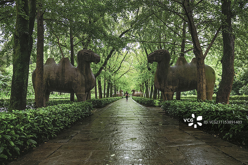 南京 石像路的夏天图片素材