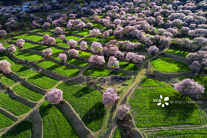 林芝桃花图片素材