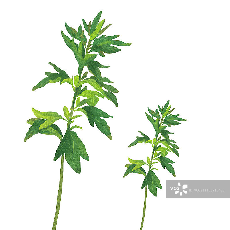 端午节 艾草 艾叶图片素材