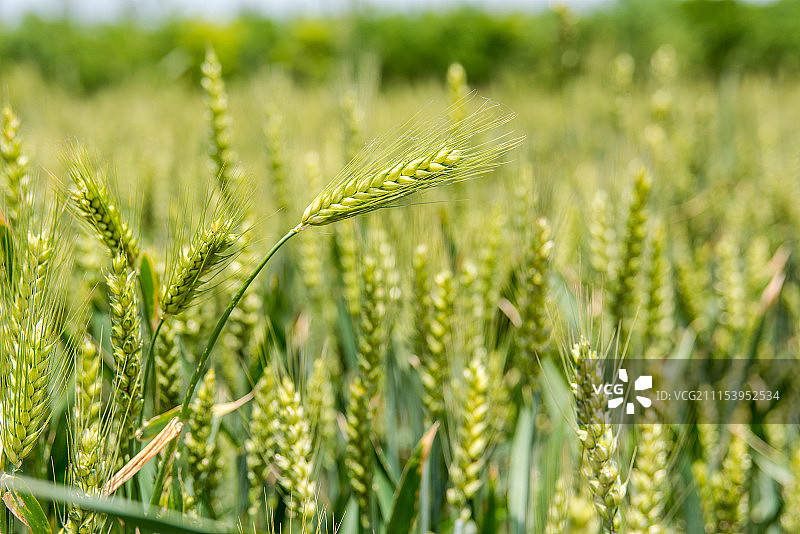 小麦图片素材