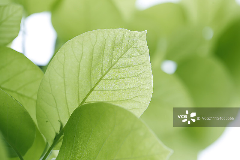 绿叶叶脉春天图片素材