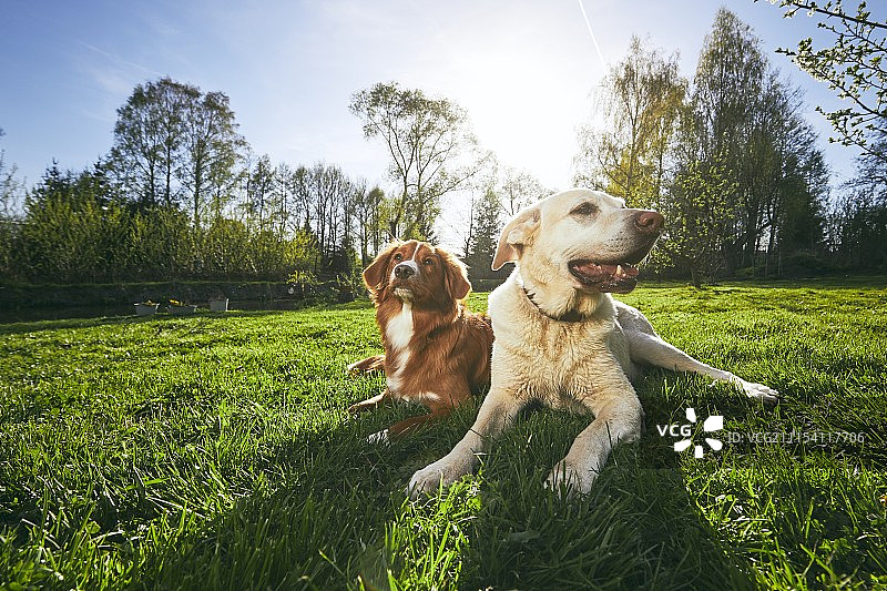 大自然中的两只友好的狗图片素材
