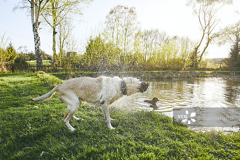 狗甩水图片素材