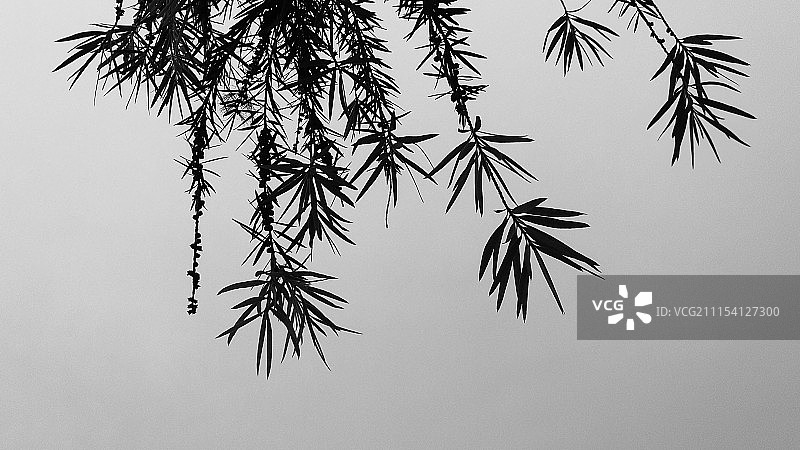 红豆杉手机黑白画意摄影图片素材