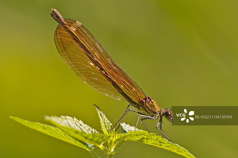 蜻蜓 II (8824.jpg)图片素材