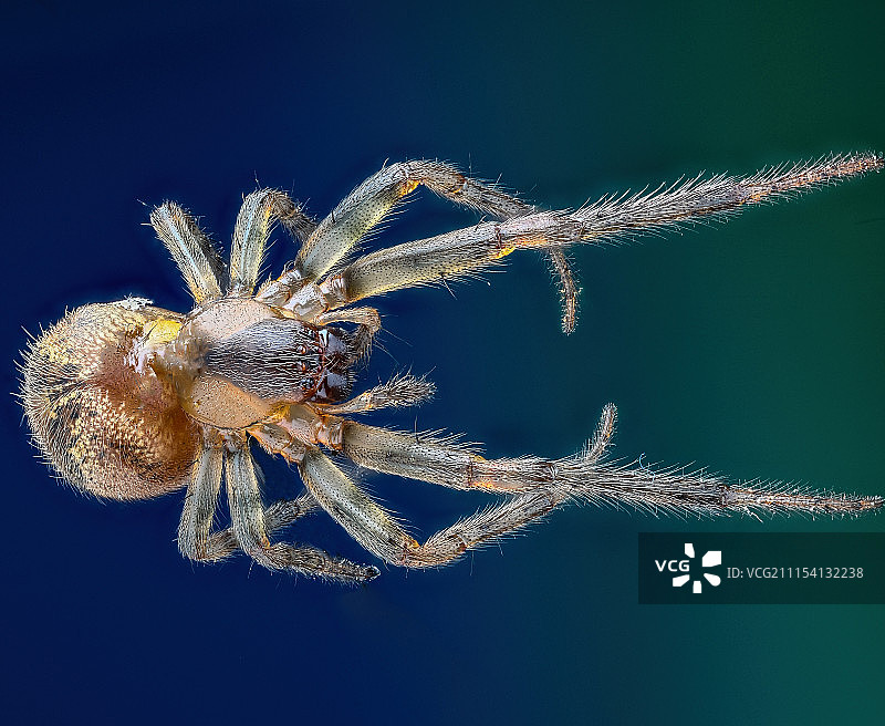 室内蜘蛛图片素材