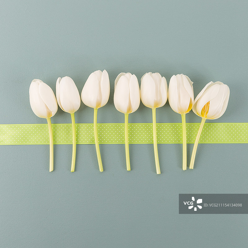 成排的白色郁金香图片素材