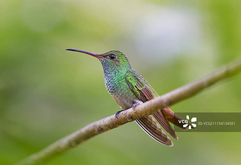 哥斯达黎加棕尾蜂鸟图片素材