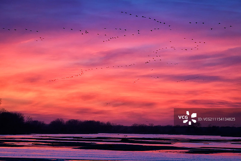 内布拉斯加州伍德河附近普拉特河上空的沙丘鹤图片素材