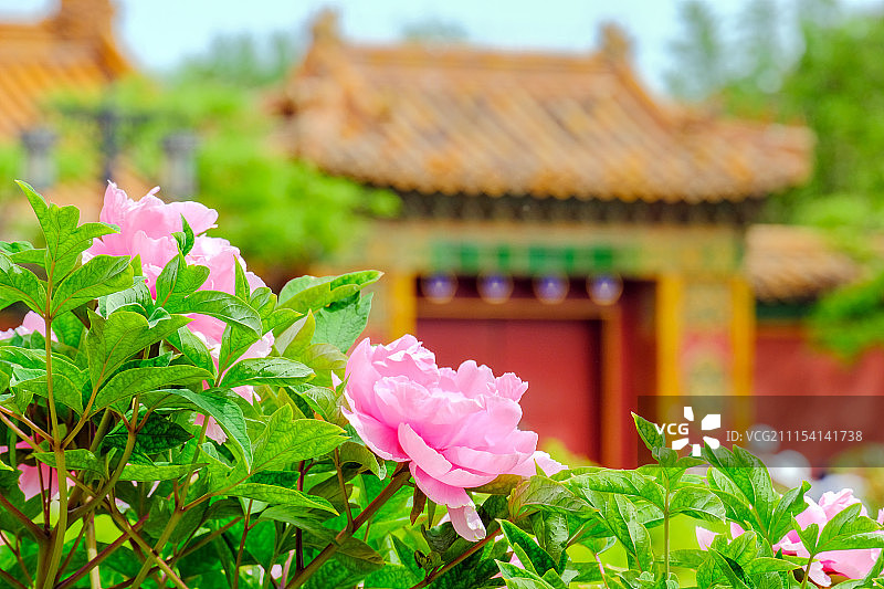 牡丹花与古建筑图片素材