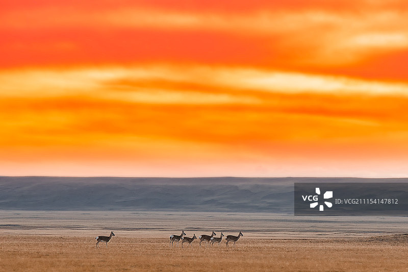 可可西里的精灵图片素材