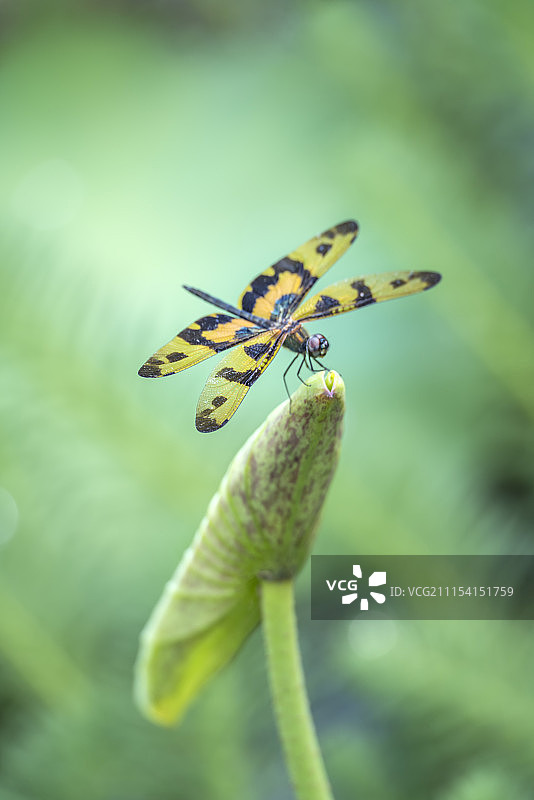 荷塘蜻蜓图片素材