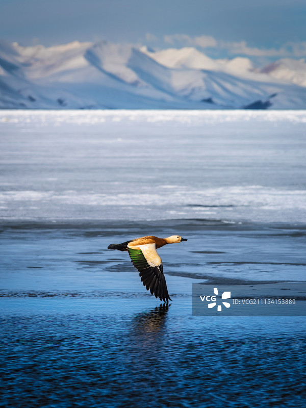 高原精灵图片素材