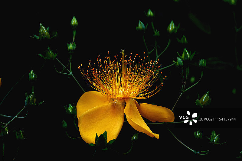 金丝桃花图片素材