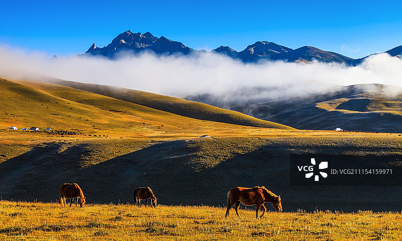 高原牧场的早晨图片素材
