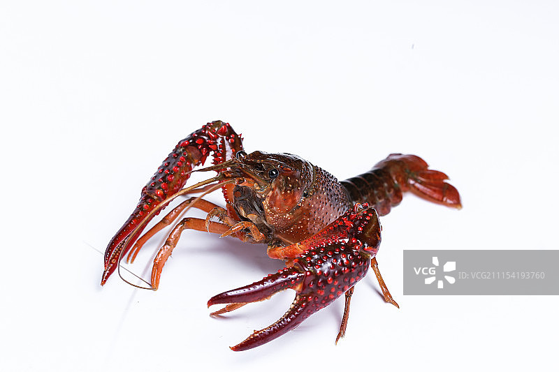新鲜的小龙虾图片素材