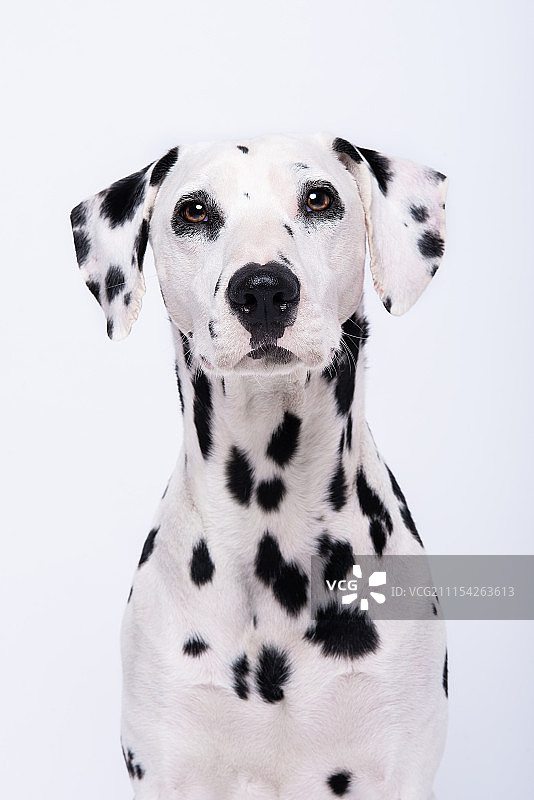 大麦町 奔奔图片素材