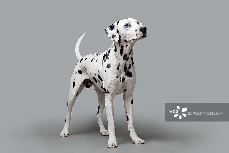 大麦町 奔奔图片素材